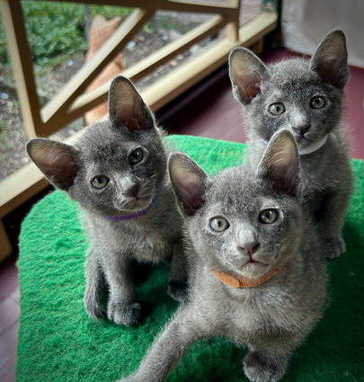 Blossom's kittens at 6 weeks